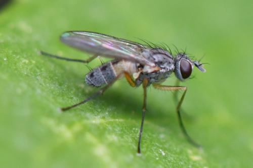 Réf. 300 684 : Coenosia testacea